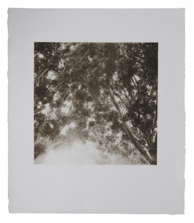 Stephen Hilger, Weeping Fig II, 2019/2021, photogravure, 24 x 21 inches, unique.