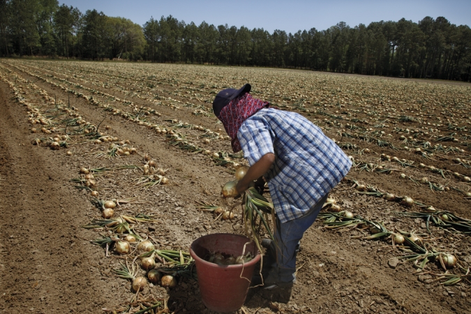 Gillian Laub<br /> <em>Onion harvesting</em>, 2010<br /> Archival pigment ink prints<br /> 11 x 14" and 20 x 24" &nbsp; &nbsp;Shared edition of 8