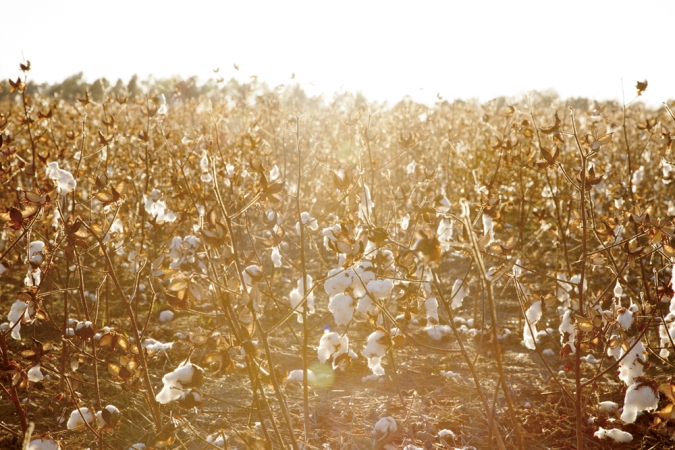 Gillian Laub<br /> <em>Cotton Fields</em>, 2014<br /> Archival pigment ink prints<br /> 20 x 24" &nbsp; &nbsp;Edition of 8<br /> 30 x 40" &nbsp; &nbsp;Edition of 5<br /> 40 x 50" &nbsp; &nbsp;Edition of 3