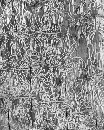 Katherine Wolkoff, Bark Beetle I, Scolytus multistriatus, 2016, Silver gelatin, 24 x 30 inches, edition of 7, 40 x 50 inches, edition of 7.