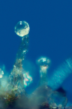 <strong>Mel Frank</strong><br /> <i>Capitate-Stalked Resin Gland, Thai Stick, Photomicrograph X100</i>, 1979<br /> Edition of 10<br /> Archival pigment print<br /> 20 x 13 inches