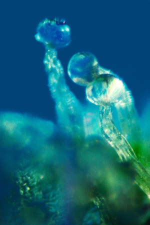 <strong>Mel Frank</strong><br /> <i>Capitate-Stalked Resin Glands, Thai Stick, Photomicrograph X100</i>, 1979<br /> Edition of 10<br /> Archival pigment print<br /> 20 x 13 inches