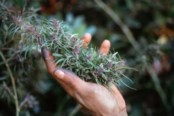 <strong>Mel Frank</strong><br /> <i>Finger Rubbed Hashish, Calaveras County, CA</i>, 1978<br /> Edition of 7<br /> Archival pigment print<br /> 20 x 30 inches