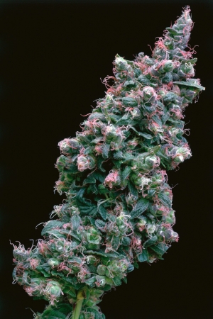 <strong>Mel Frank</strong><br /> <i>Greenie Baby Hybrid under HPS, Mar Vista, CA</i>, 1995<br /> Edition of 10<br /> Archival pigment print<br /> 20 x 13 inches
