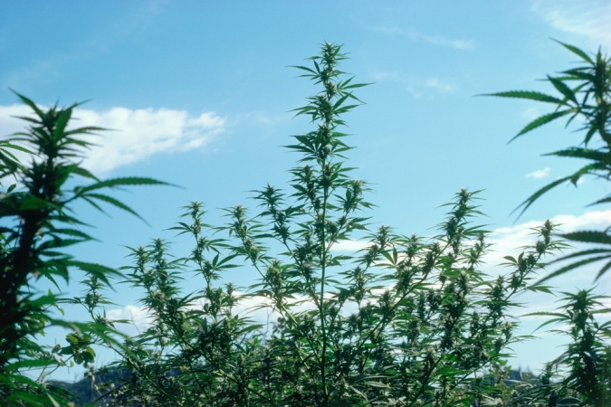 <strong>Mel Frank</strong><br /> <i>Sativa Landraces, Sierra Nevada Foothills, CA</i>, 1978<br /> Edition of 7<br /> Archival pigment print<br /> 20 x 30 inches