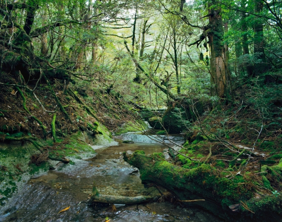 <strong>Jacqueline Hassink</strong><br /> <div> 	<em>Onoaida 12, 30°18’1”N 130°31’28”E, Onoaida</em></div> <div> 	<em>Trail, Yakushima, Japan, Fall, 2 October,&nbsp;</em>2016</div> Chromogenic prints<br /> 41 x 51", 50 x 63", and&nbsp;63 x 79"&nbsp; &nbsp;<br /> Shared edition of 10<br />