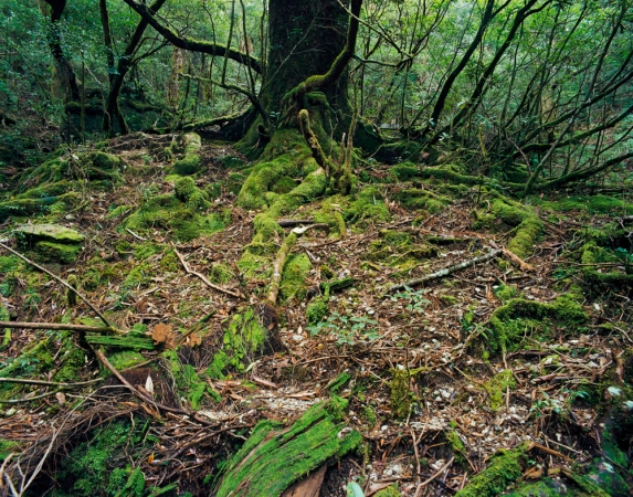 <strong>Jacqueline Hassink</strong><br /> <div> 	<em>Onoaida 6, 30°17’59”N 130°31’49”E, Onoaida</em></div> <em>Trail, Yakushima, Japan, Fall, 2 October,&nbsp;</em>2016<br /> Chromogenic prints<br /> 41 x 51", 50 x 63", and&nbsp;63 x 79"&nbsp; &nbsp;<br /> Shared edition of 10<br />