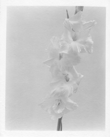 Jed Devine, Flowers 2