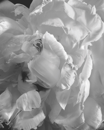 Peony #2, Millbrook, NY, 1993