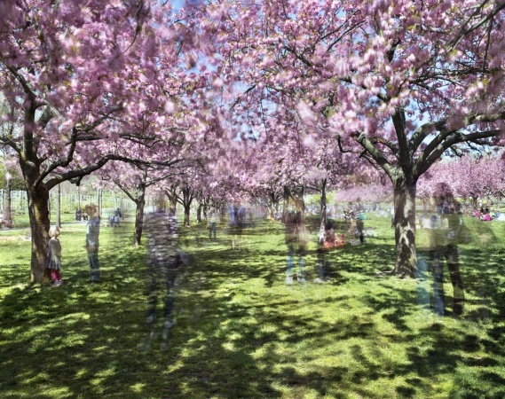 Matthew Pillsbury<br /> <i>Hanami #27, Brooklyn Botanic Garden</i>, 2016&nbsp;(TV160027)<br /> Archival pigment print<br /> 20 x 24" &nbsp; &nbsp;Edition of 10<br /> 30 x 40" &nbsp; &nbsp;Edition of 6 (plus 2 APs)<br /> 50 x 60" &nbsp; &nbsp;Edition of 2 (plus 1 AP)