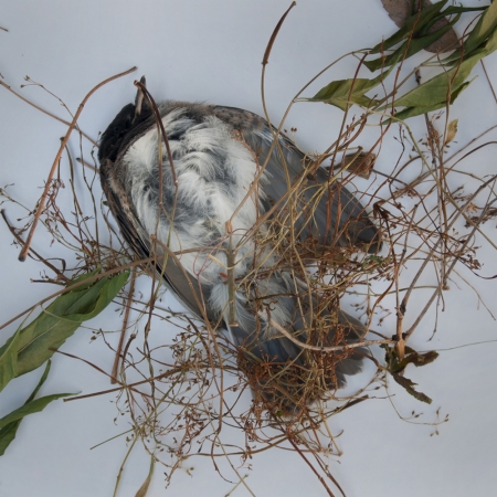 Hiroshi Watanabe<br /> <em>The Day The Dam Collapses &nbsp;#24 (Dead Bird), </em>2011<br /> Archival ink print<br /> 9 x 9", &nbsp;framed in 13 x 13" white metal frame<br /> Edition of 5<br />