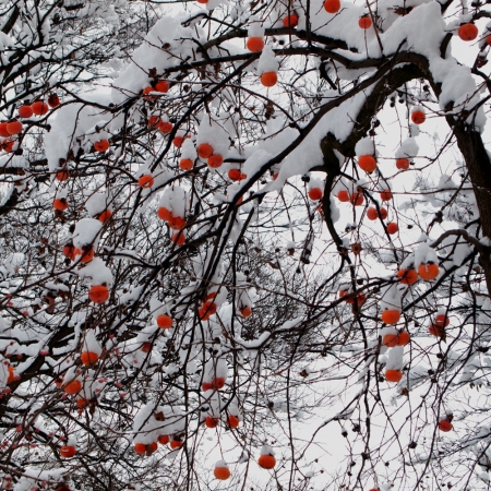 Hiroshi Watanabe<br /> <em>The Day The Dam Collapses &nbsp;#25 (Persimmons), </em>2009<br /> Archival ink print<br /> 9 x 9", &nbsp;framed in 13 x 13" white metal frame<br /> Edition of 5<br />