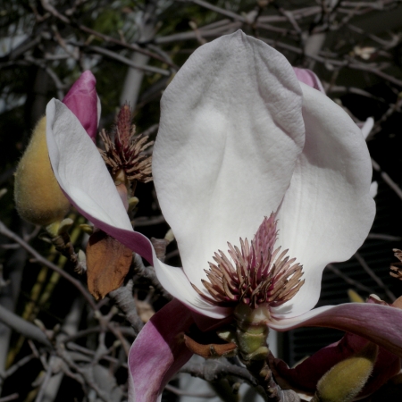 Hiroshi Watanabe<br /> <em>The Day The Dam Collapses &nbsp;#38 (Magnolia Flower), </em>2009<br /> Archival ink print<br /> 9 x 9", &nbsp;framed in 13 x 13" white metal frame<br /> Edition of 5<br />