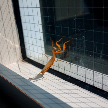 Hiroshi Watanabe<br /> <em>The Day The Dam Collapses &nbsp;#66 (Praying Mantis), </em>2010<br /> Archival ink print<br /> 9 x 9", &nbsp;framed in 13 x 13" white metal frame<br /> Edition of 5<br />