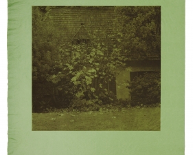 Stephen Hilger, Fig Tree, 1998/2003, photogravure, 24 x 21 inches, unique.