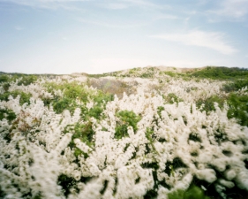 Katherine Wolkokff, Shad Beach, 2021 