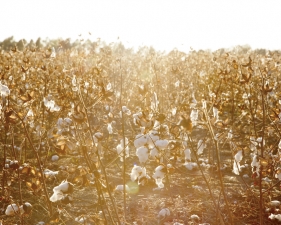 Gillian Laub<br /> <em>Cotton Fields</em>, 2014<br /> Archival pigment ink prints<br /> 20 x 24" &nbsp; &nbsp;Edition of 8<br /> 30 x 40" &nbsp; &nbsp;Edition of 5<br /> 40 x 50" &nbsp; &nbsp;Edition of 3