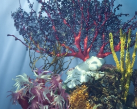 Matthew Albanese<br /> <em>Reef Study</em>, 2013<br /> Digital C print<br /> 30 x 20" &nbsp; &nbsp;Edition of 10<br /> 60 x 40" &nbsp; &nbsp;Edition of 5