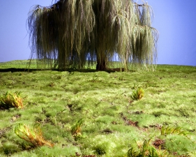 Matthew Albanese<br /> <em>Willow Study</em>, 2013<br /> Digital C print<br /> 22 x 30" &nbsp; &nbsp;Edition of 10&nbsp;<br /> 60 x 44" &nbsp; &nbsp;Edition of 5