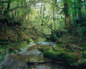 <strong>Jacqueline Hassink</strong><br /> <div> 	<em>Onoaida 12, 30°18’1”N 130°31’28”E, Onoaida</em></div> <div> 	<em>Trail, Yakushima, Japan, Fall, 2 October,&nbsp;</em>2016</div> Chromogenic prints<br /> 41 x 51", 50 x 63", and&nbsp;63 x 79"&nbsp; &nbsp;<br /> Shared edition of 10<br />