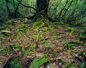 <strong>Jacqueline Hassink</strong><br /> <div> 	<em>Onoaida 6, 30°17’59”N 130°31’49”E, Onoaida</em></div> <em>Trail, Yakushima, Japan, Fall, 2 October,&nbsp;</em>2016<br /> Chromogenic prints<br /> 41 x 51", 50 x 63", and&nbsp;63 x 79"&nbsp; &nbsp;<br /> Shared edition of 10<br />