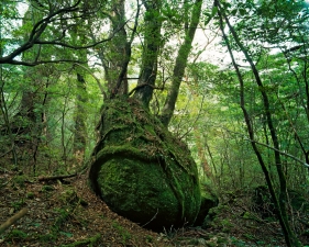 <strong>Jacqueline Hassink</strong><br /> <em>Onoaida 8, 30°17’59”N 130°31’49”E, Onoaida<br /> Trail, Yakushima, Japan, Fall, 2 October, </em>2016<br /> Chromogenic prints<br /> 41 x 51", 50 x 63", and&nbsp;63 x 79"&nbsp; &nbsp;<br /> Shared edition of 10<br />