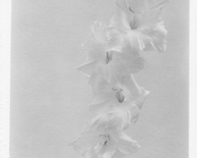 Jed Devine, Flowers 2