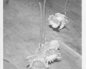 Jed Devine, Flowers