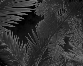 Karine Laval<br /> <em>Untitled # 4&nbsp;</em>from the <em>Black Palms&nbsp;</em>Series, 2014<br /> Chromogenic print<br /> 50 x 40" &nbsp; &nbsp;Edition of 5<br />