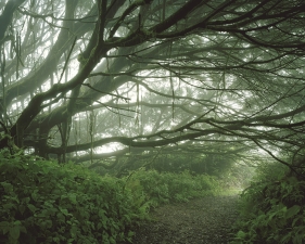 Simon Norfolk<br /> <em>Mist shrouded trees, Ascension Island, </em>2003<br /> Digital chromogenic prints<br /> 20 x 24" &nbsp; Edition of 10 (plus 3 APs)<br /> 40 x 50" &nbsp; Edition of 10 (plus 3 APs)