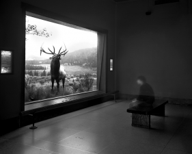 Matthew Pillsbury<br /> <em>Self Portrait Contemplating Wapiti, Museum of Natural History, NYC, </em>2004<br /> Archival pigment ink prints<br /> 13 x 19"&nbsp;&nbsp;&nbsp; Edition of 20<br /> 30 x 40"&nbsp;&nbsp;&nbsp; Edition of 10<br /> 50 x 60"&nbsp;&nbsp;&nbsp; Edition of 3