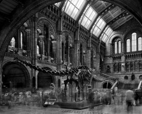 Matthew Pillsbury<br /> <em>Diplodocus #2, Natural History Museum, London, </em>2007<br /> Archival pigment ink prints<br /> 13 x 19"&nbsp;&nbsp;&nbsp; Edition of 20<br /> 30 x 40"&nbsp;&nbsp;&nbsp; Edition of 10<br /> 50 x 60"&nbsp;&nbsp;&nbsp; Edition of 3