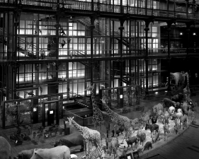 Matthew Pillsbury<br /> <em>Grande Galerie de l'Evolution, Paris, </em>2008<br /> Archival pigment ink prints<br /> 19 x 13"&nbsp;&nbsp;&nbsp; Edition of 20<br /> 40 x 30"&nbsp;&nbsp;&nbsp; Edition of 10<br /> 60 x 50"&nbsp;&nbsp;&nbsp; Edition of 3