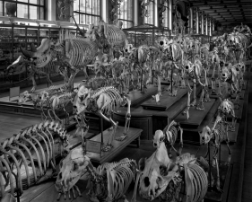 Matthew Pillsbury<br /> <em>Hordes, La Galerie d'Anatomie Comparee, Musee d'Histoire Naturelle, </em>2008<br /> Archival pigment ink prints<br /> 13 x 19"&nbsp;&nbsp;&nbsp; Edition of 20<br /> 30 x 40"&nbsp;&nbsp;&nbsp; Edition of 10<br /> 50 x 60"&nbsp;&nbsp;&nbsp; Edition of 3