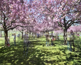 Matthew Pillsbury<br /> <i>Hanami #27, Brooklyn Botanic Garden</i>, 2016&nbsp;(TV160027)<br /> Archival pigment print<br /> 20 x 24" &nbsp; &nbsp;Edition of 10<br /> 30 x 40" &nbsp; &nbsp;Edition of 6 (plus 2 APs)<br /> 50 x 60" &nbsp; &nbsp;Edition of 2 (plus 1 AP)