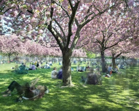 Matthew Pillsbury<br /> <i>Hanami #28, Brooklyn Botanic Garden</i>, 2016&nbsp;(TV160028)<br /> Archival pigment print<br /> 20 x 24" &nbsp; &nbsp;Edition of 10<br /> 30 x 40" &nbsp; &nbsp;Edition of 6 (plus 2 APs)<br /> 50 x 60" &nbsp; &nbsp;Edition of 2 (plus 1 AP)