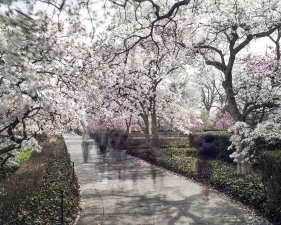 Matthew Pillsbury<br /> <em>Magnolia Botanic Garden</em>, 2016&nbsp;(TV16003)<br /> Archival pigment ink prints<br /> 20 x 24" &nbsp; &nbsp;Edition of 10<br /> 30 x 40" &nbsp; &nbsp;Edition of 6 (plus 2 APs)<br /> 50 x 60" &nbsp; &nbsp;Edition of 2 (plus 1 AP)