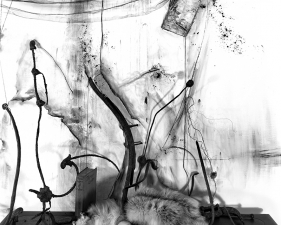 Lauren Semivan<br /> <em>Still Life With Fox and Lemons, </em>2012<br /> Archival ink prints&nbsp;<br /> 30 x 24" &nbsp; &nbsp;Edition of 10<br /> 50 x 40" &nbsp; &nbsp;Edition of 5