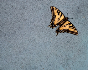 Hiroshi Watanabe<br /> <em>The Day The Dam Collapses &nbsp;#16 (Swallowtail Butterfly), </em>2009<br /> Archival ink print<br /> 9 x 9", &nbsp;framed in 13 x 13" white metal frame<br /> Edition of 5<br />