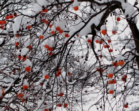 Hiroshi Watanabe<br /> <em>The Day The Dam Collapses &nbsp;#25 (Persimmons), </em>2009<br /> Archival ink print<br /> 9 x 9", &nbsp;framed in 13 x 13" white metal frame<br /> Edition of 5<br />