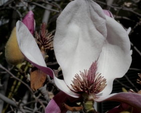 Hiroshi Watanabe<br /> <em>The Day The Dam Collapses &nbsp;#38 (Magnolia Flower), </em>2009<br /> Archival ink print<br /> 9 x 9", &nbsp;framed in 13 x 13" white metal frame<br /> Edition of 5<br />