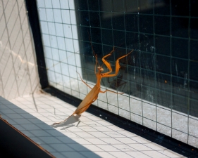 Hiroshi Watanabe<br /> <em>The Day The Dam Collapses &nbsp;#66 (Praying Mantis), </em>2010<br /> Archival ink print<br /> 9 x 9", &nbsp;framed in 13 x 13" white metal frame<br /> Edition of 5<br />