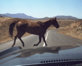 Roger Steffens and The Family Acid<br /> <i>Wild Horse Encounter, August,&nbsp;</i>1978<br /> Archival pigment print<br /> 20 x 24" &nbsp; &nbsp; Edition of 8