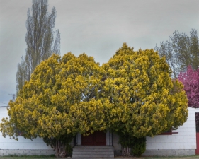 Hiroshi Watanabe<br /> <em>The Day The Dam Collapses &nbsp;#10 (Yellow Trees), </em>2011<br /> Archival ink print<br /> 9 x 9", &nbsp;framed in 13 x 13" white metal frame<br /> Edition of 5<br />