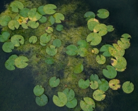 Hiroshi Watanabe<br /> <em>The Day The Dam Collapses &nbsp;#47 (Lotus Pond), </em>2010<br /> Archival ink print<br /> 9 x 9", &nbsp;framed in 13 x 13" white metal frame<br /> Edition of 5<br />